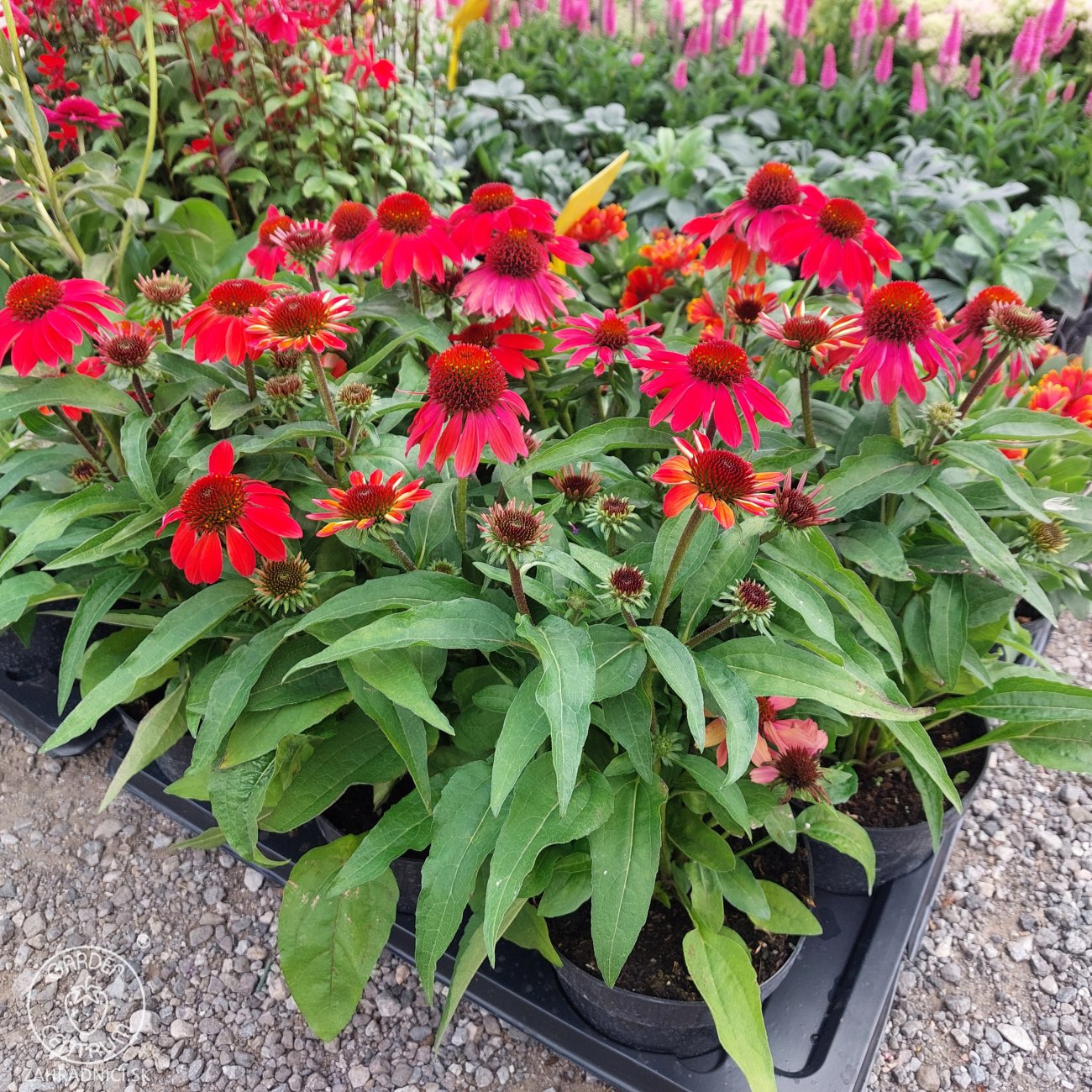 Obrázok Echinacea purpurová (Echinacea purpurea) ´LAKOTA RED´ - C2L